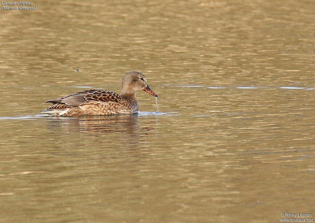 Canard chipeau femelle adulte