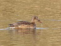 Canard chipeau