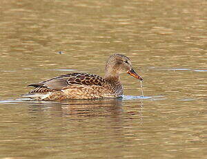 Canard chipeau