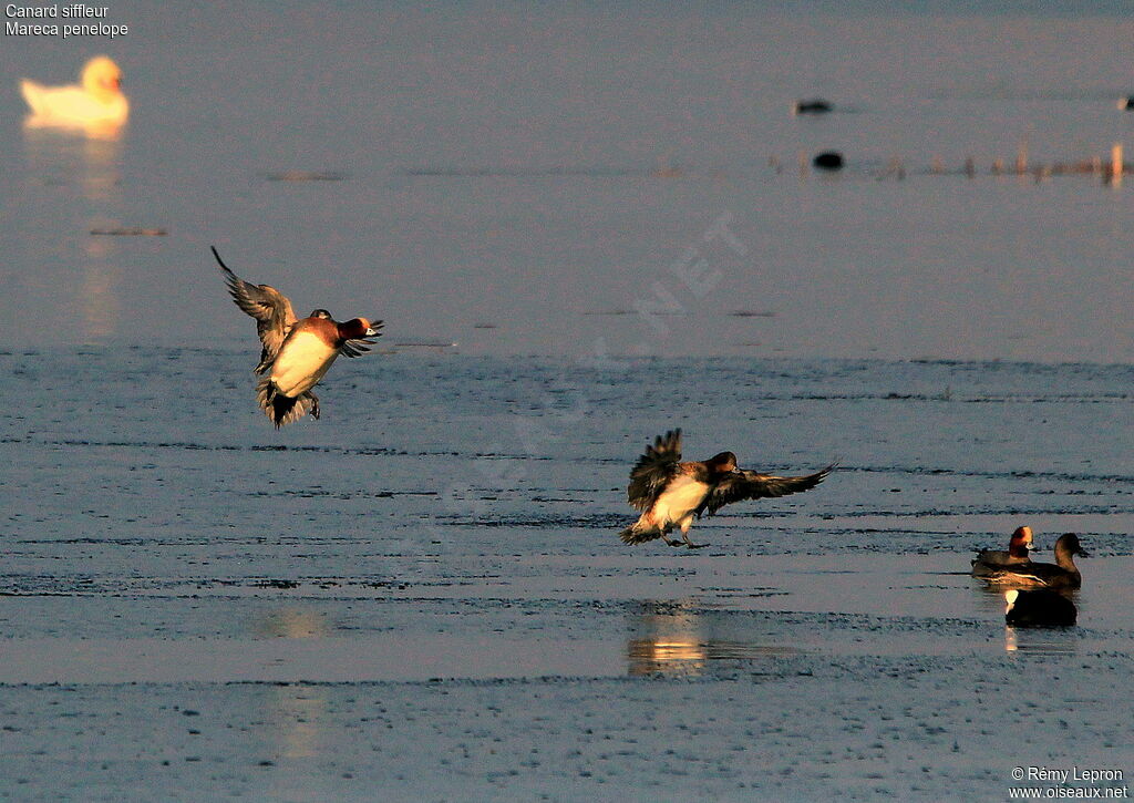 Canard siffleur adulte