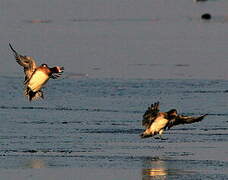 Eurasian Wigeon