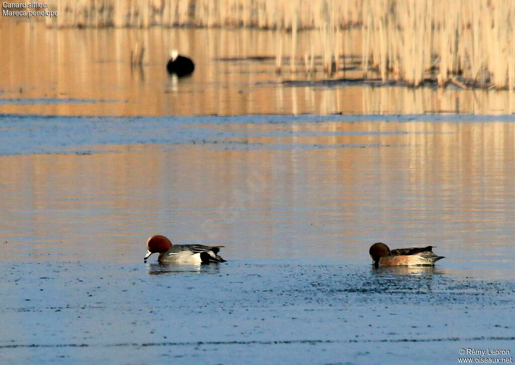 Canard siffleur adulte