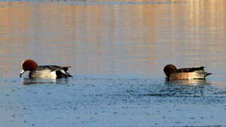 Canard siffleur