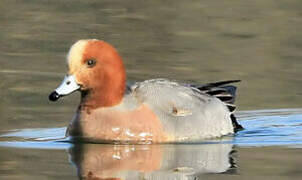 Eurasian Wigeon