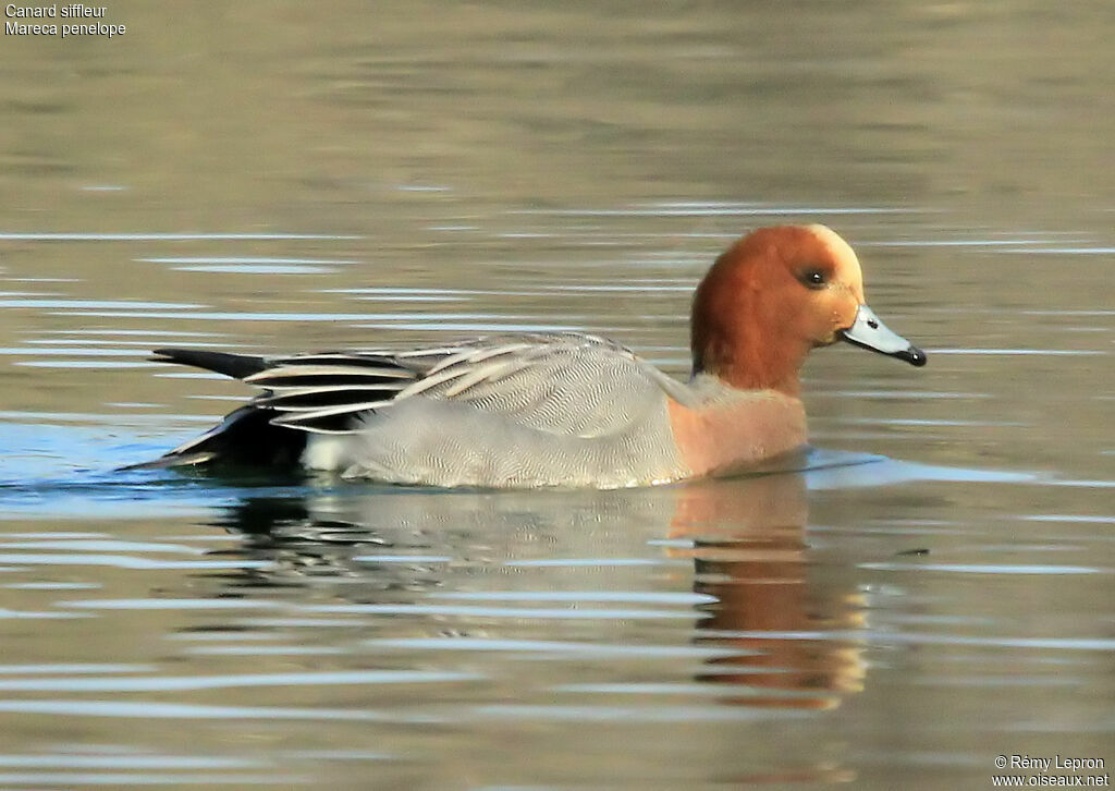 Canard siffleur mâle adulte