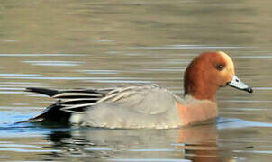 Canard siffleur