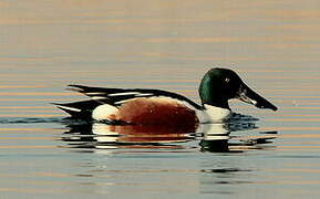 Northern Shoveler