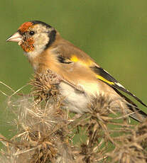 Chardonneret élégant