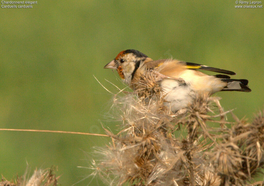 Chardonneret élégant