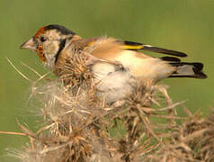 European Goldfinch