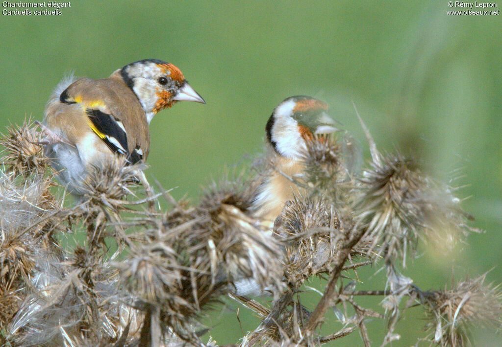 European Goldfinch