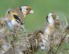 European Goldfinch