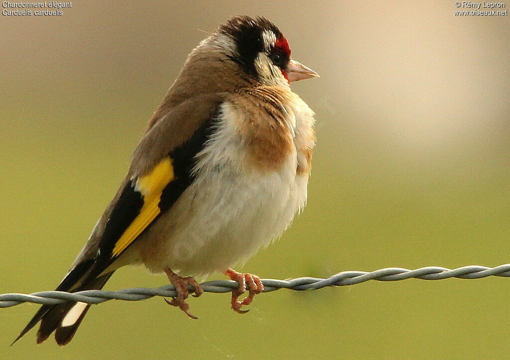 Chardonneret élégant