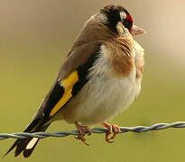 European Goldfinch