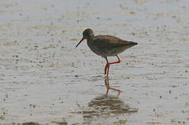 Spotted Redshank