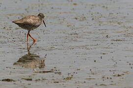 Spotted Redshank