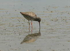 Spotted Redshank