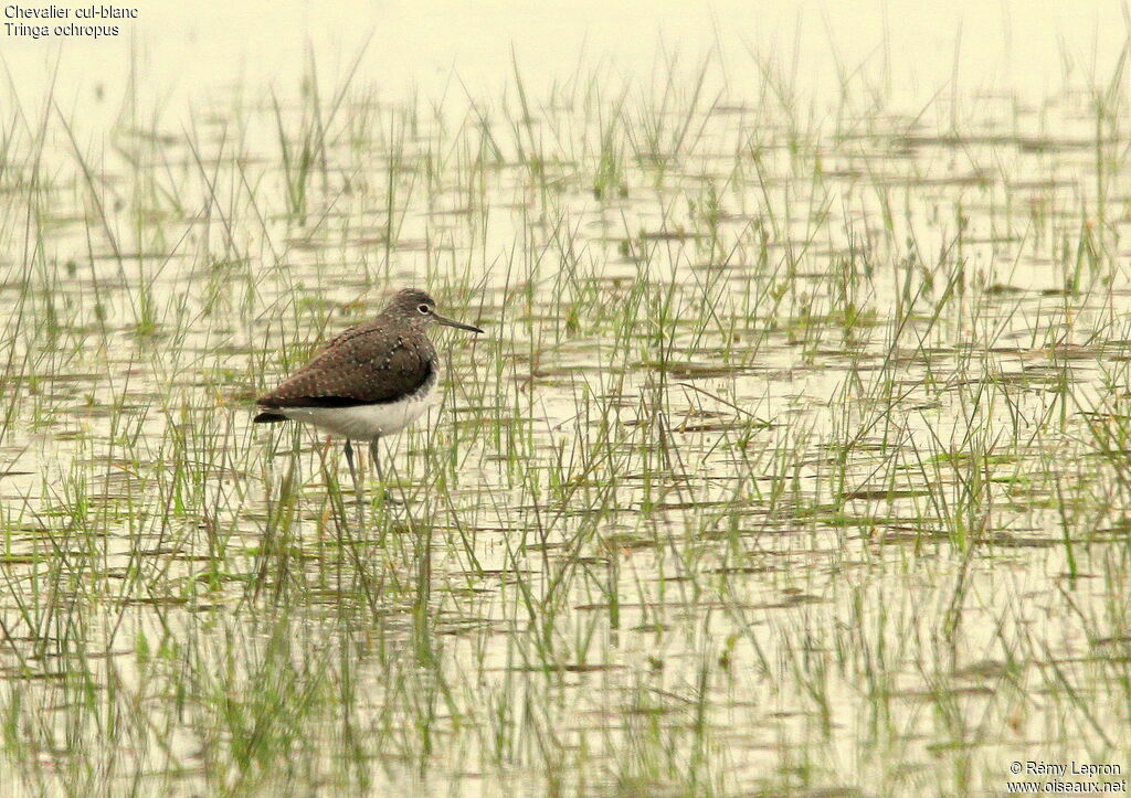 Green Sandpiper