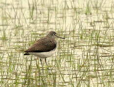 Green Sandpiper