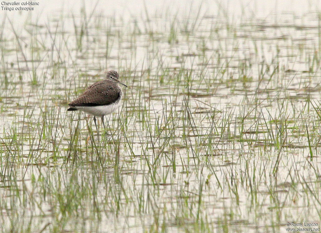 Green Sandpiper