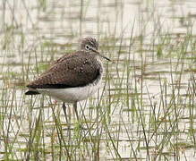 Green Sandpiper