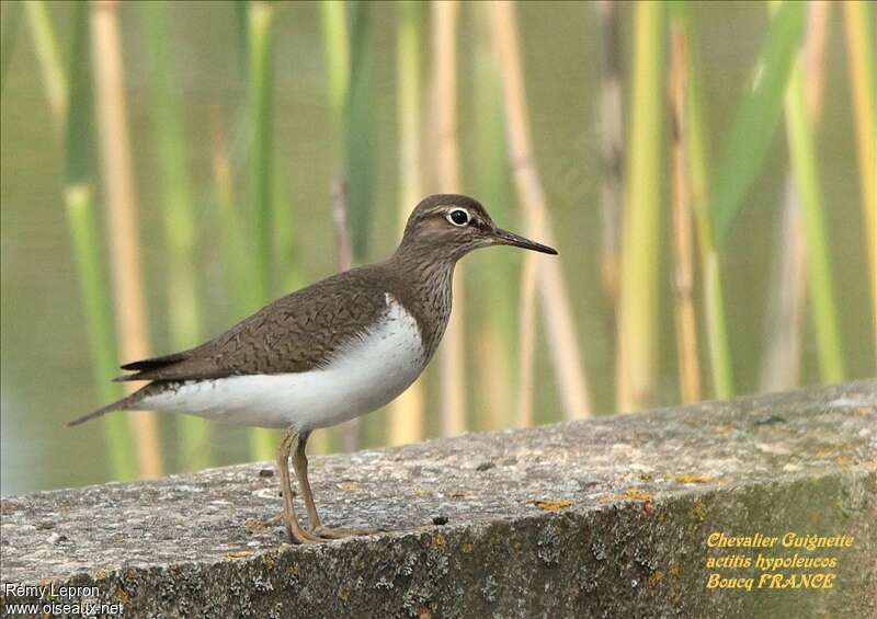 Common Sandpiperadult breeding, identification