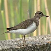 Common Sandpiper