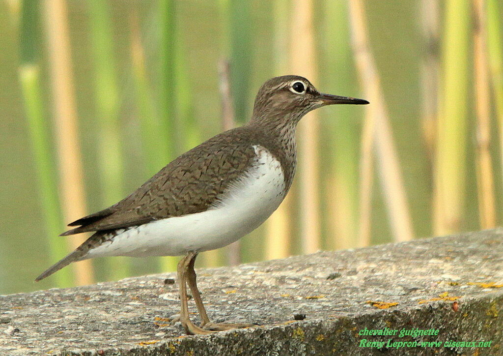 Common Sandpiper