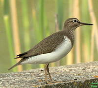 Common Sandpiper