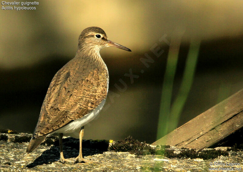 Common Sandpiper