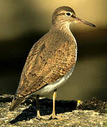 Common Sandpiper