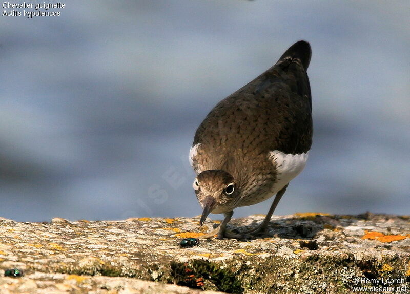 Common Sandpiper