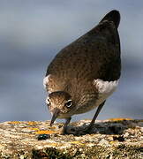 Common Sandpiper