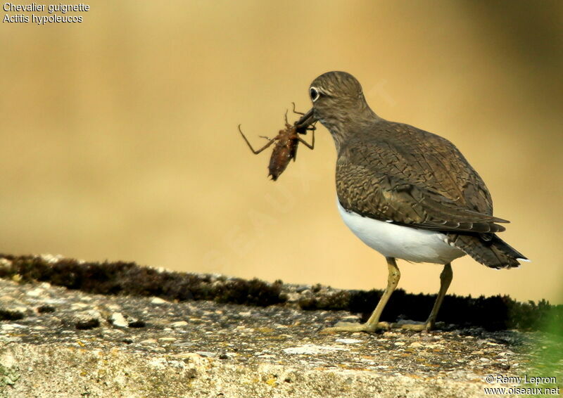 Common Sandpiper