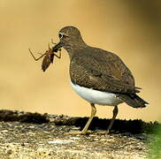 Common Sandpiper