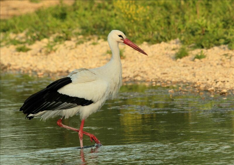 White Storkadult