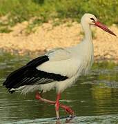 White Stork