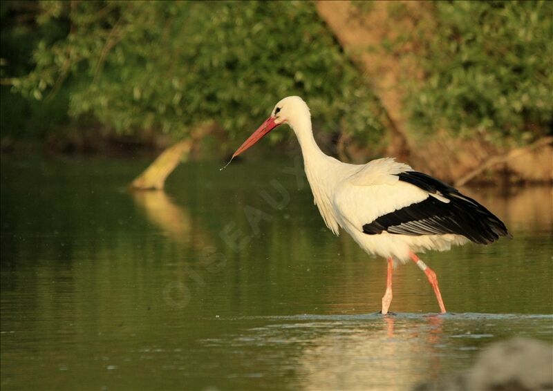 White Storkadult