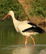 White Stork