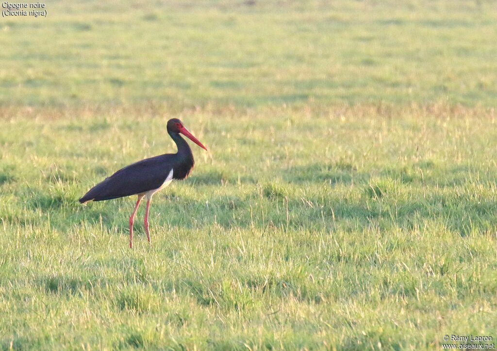 Black Storkadult breeding