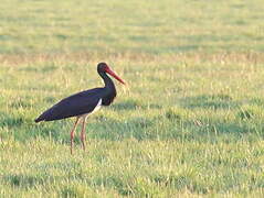 Black Stork