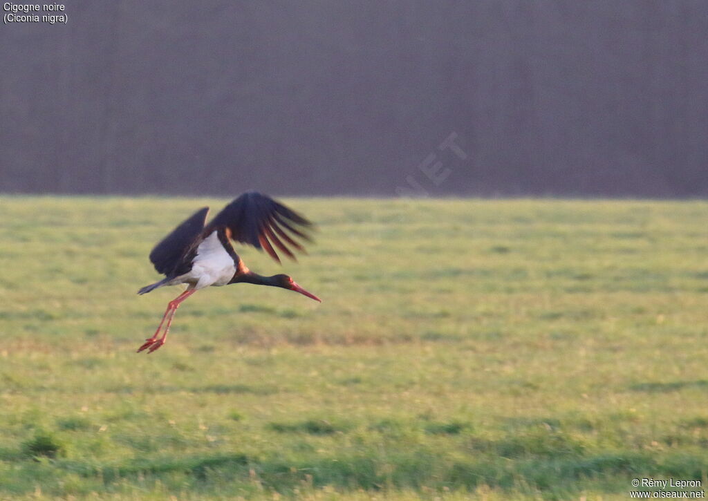 Cigogne noireadulte nuptial