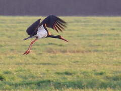 Black Stork