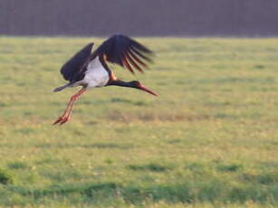 Cigogne noire