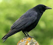 Carrion Crow