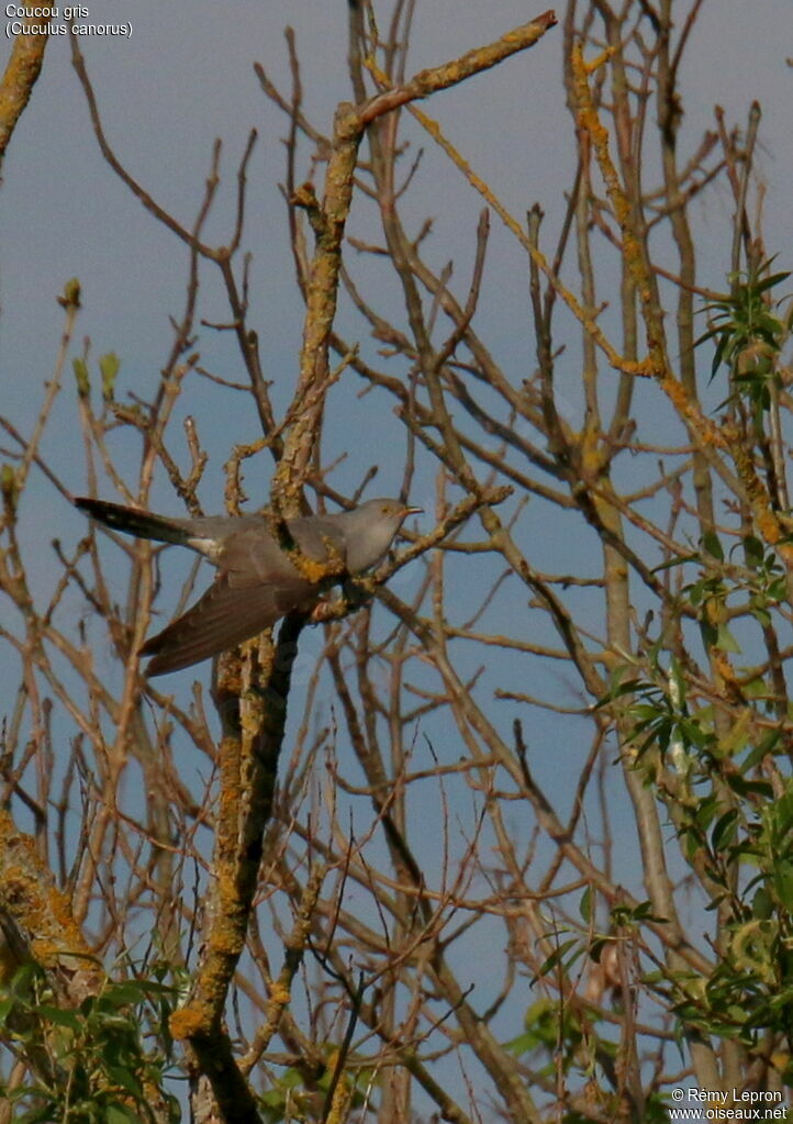 Coucou gris mâle adulte