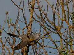 Common Cuckoo