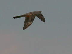 Common Cuckoo