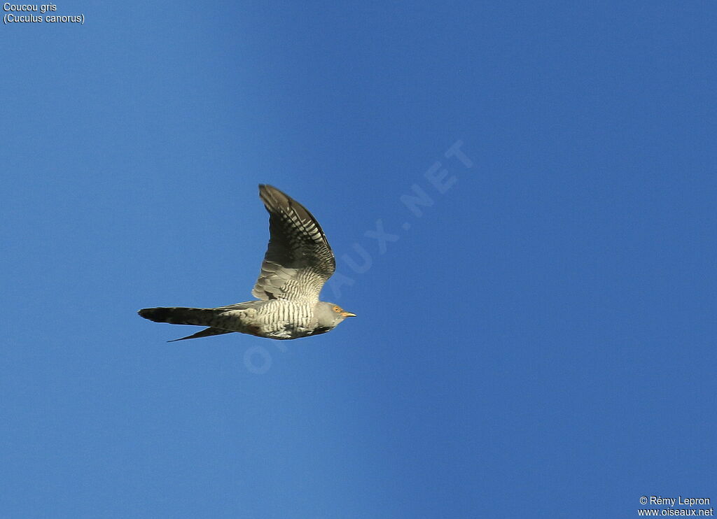 Common Cuckoo