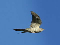 Common Cuckoo